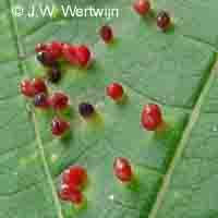 Esdoornhoornmijt (Aceria macrorhyncha)